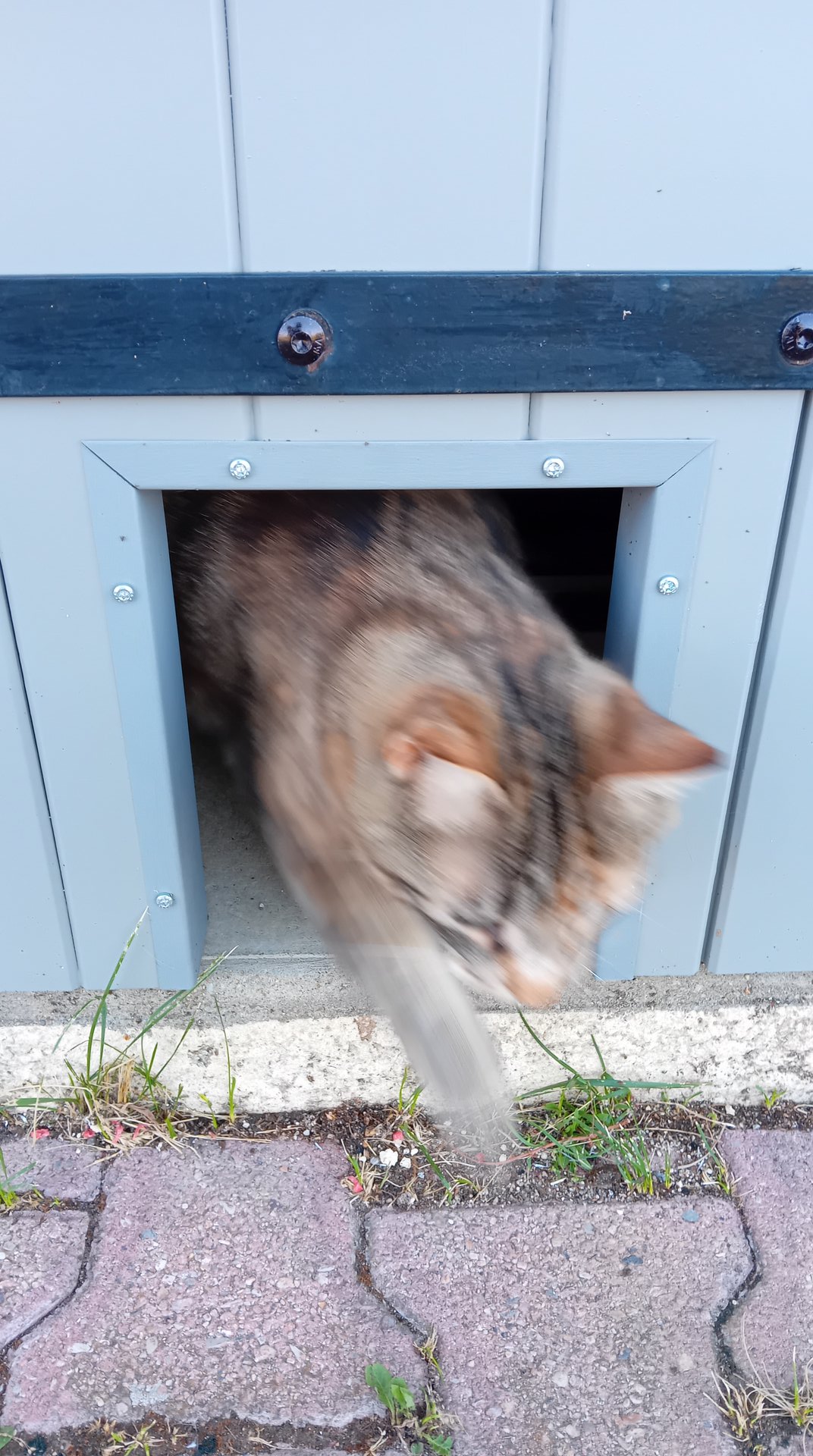 chatiere 220x170 integree volet provencal vp47 bois sapin chat passant volet battant sur mesure